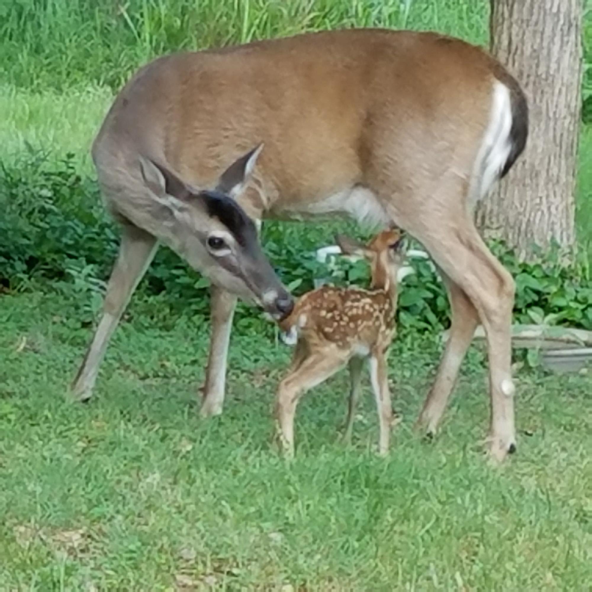 deer, fawn