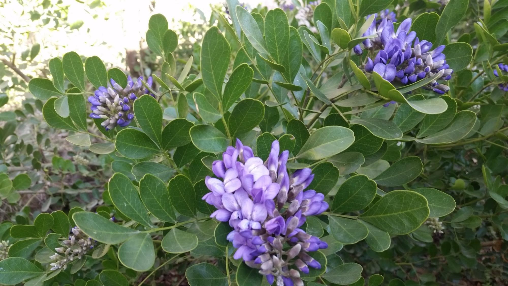 Mountain Laurel